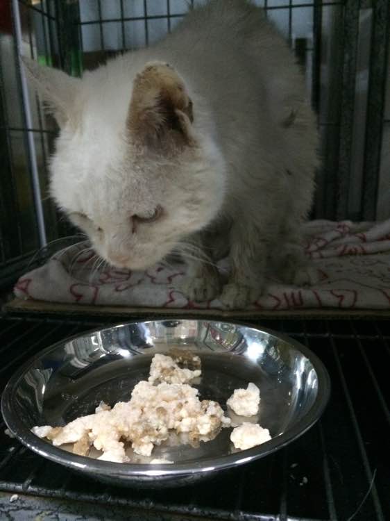 垃圾桶旁边的小猫，我走进了冲着我叫却叫不出声音，只能嘴巴动！