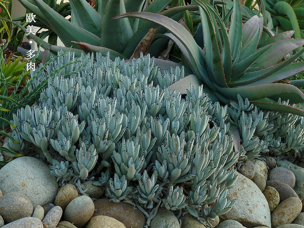 多肉张狂起来,狂野型多肉