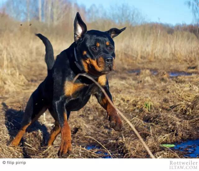 赛罗的宠物罗威纳犬,罗威纳犬犬种