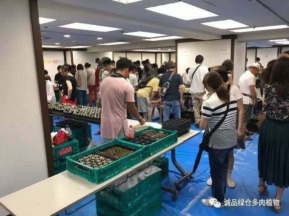 2022年国内多肉展览会,日本限时特卖会