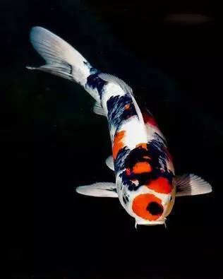 怎么判断锦鲤饿了还是吃饱,锦鲤喂食量少水质不好怎么办