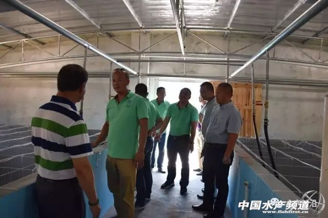 养殖南美白对虾容易出现的问题,养殖南美白对虾有黑皮