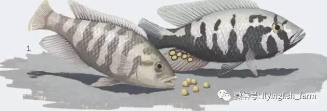 什么叫口孵,口字偏旁的秘密