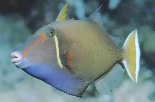 炮弹鱼追人咬,炮弹鱼钓石斑