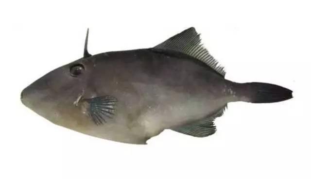 炮弹鱼追人咬,炮弹鱼钓石斑