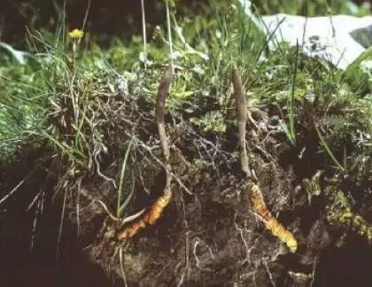 这片高天厚土之上,“那曲精神”蓬勃生长!