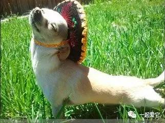 养宠小知识狗狗拉虫子还吐怎么办,养宠小知识幼犬掉毛是什么原因