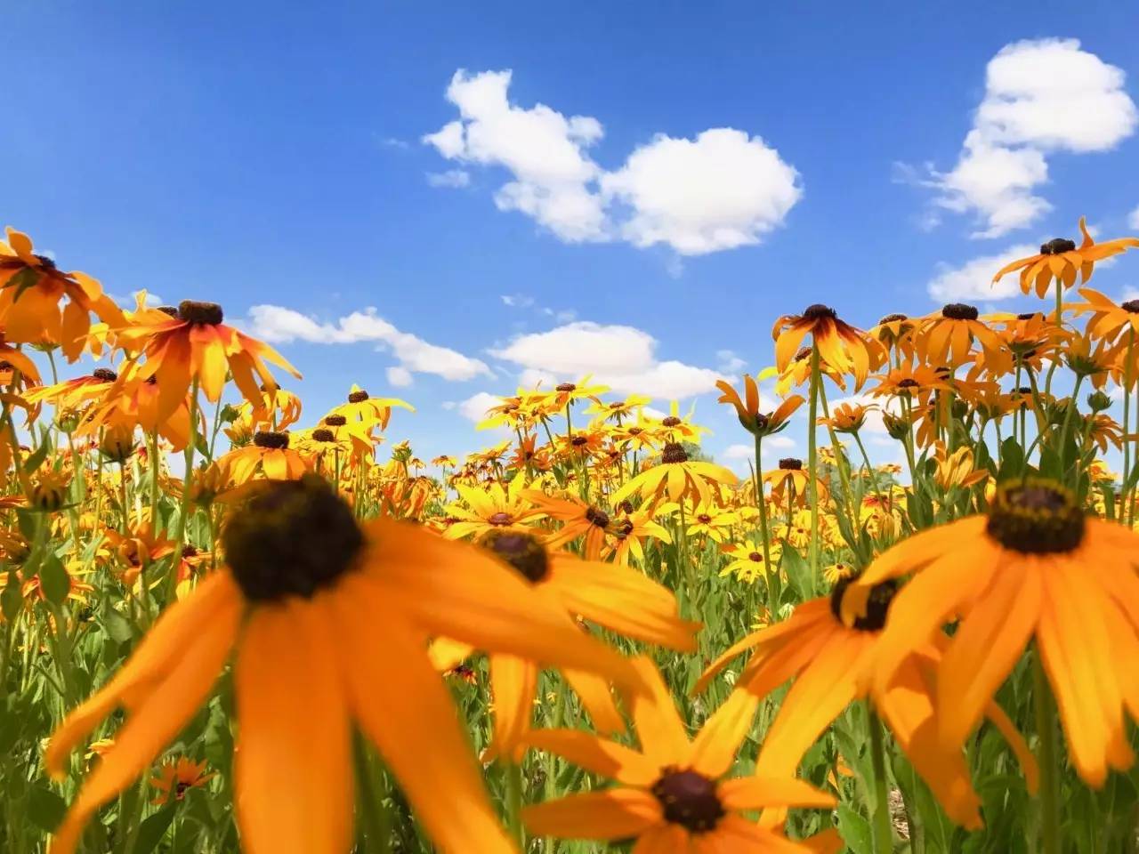 「头条」在金沙岛拍张照片就能免费获得iPhone8等大牌手机，速来看……