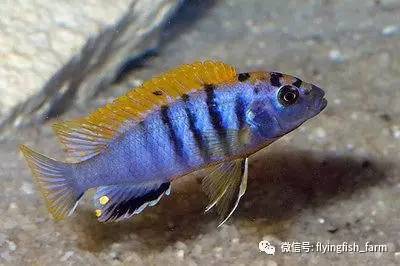 什么叫口孵,口字偏旁的秘密