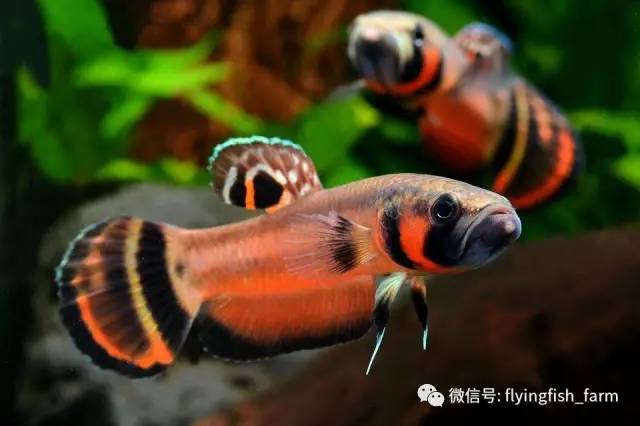 什么叫口孵,口字偏旁的秘密