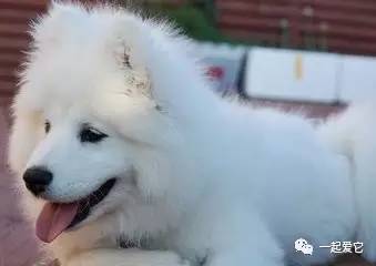 养宠小知识狗狗拉虫子还吐怎么办,养宠小知识幼犬掉毛是什么原因