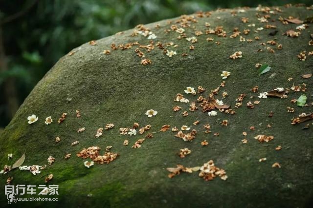 喜德盛山地车最轻量版,超轻自行车《喜德盛》