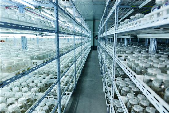 商道丨荆楚大地长出的“药王”金线莲