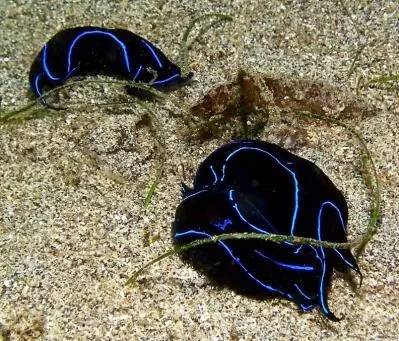 海兔教程,海兔生物图鉴