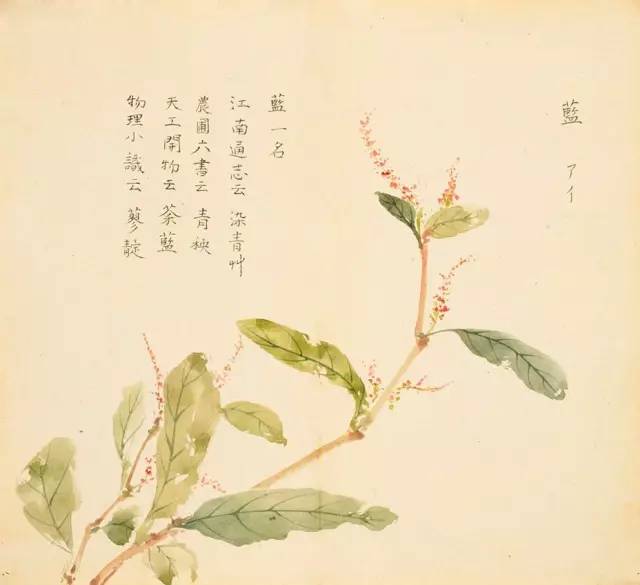 寻溯·花与草的诗情画意