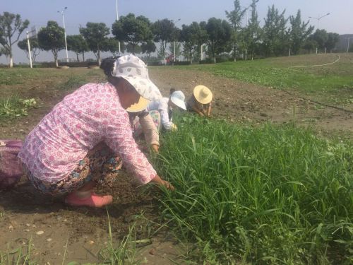 双流赏花一日游最佳景点,双流附近看花景点在哪里