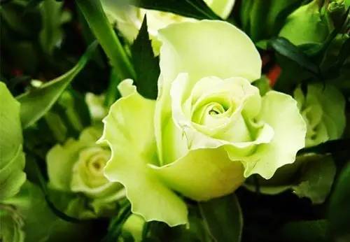 月季和玫瑰的区别在哪里呢,玫瑰与月季的区别在哪里