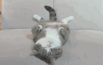 铲屎官帮助猫,铲屎官为防止猫身材走样