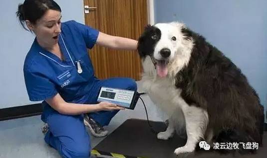 边牧幼犬呼吸道感染怎么治疗,边牧咳嗽干呕