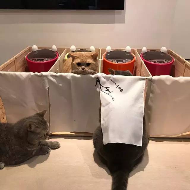铲屎官帮助猫,铲屎官为防止猫身材走样