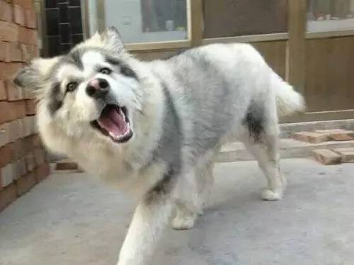 遇到讨厌狗狗的邻居怎么办,如何对付讨厌狗狗的人