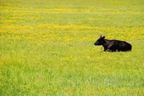 对不起，我去草原了，别再找我了……