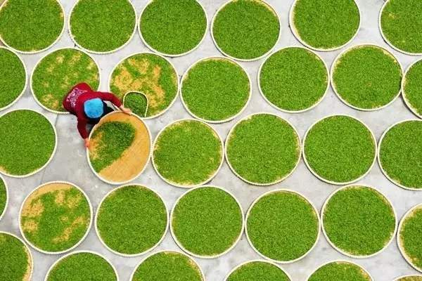 普洱茶喝多了有什么副作用,帝泊洱即溶普洱茶的副作用