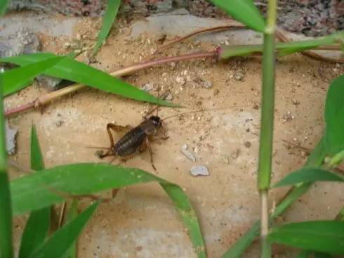抓蚱蜢捉蜻蜓,捉蜻蜓和抓蜻蜓意思一样吗