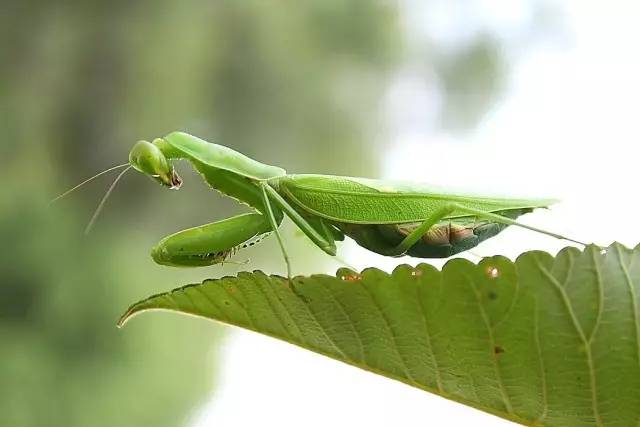 抓蚱蜢捉蜻蜓,捉蜻蜓和抓蜻蜓意思一样吗