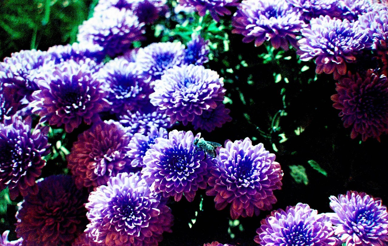 lomo摄影成立了多少年,lomo摄影是什么意思