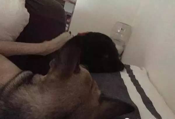 自从养了狗就没有了朋友,自从养了狗就没有朋友