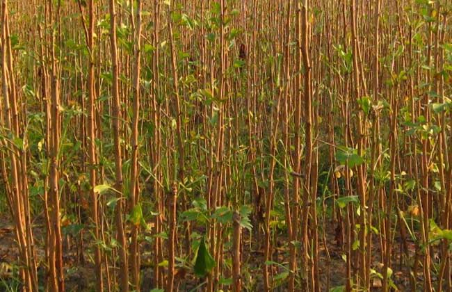 银杏树苗20公分多少钱一棵,银杏树苗的价格多少