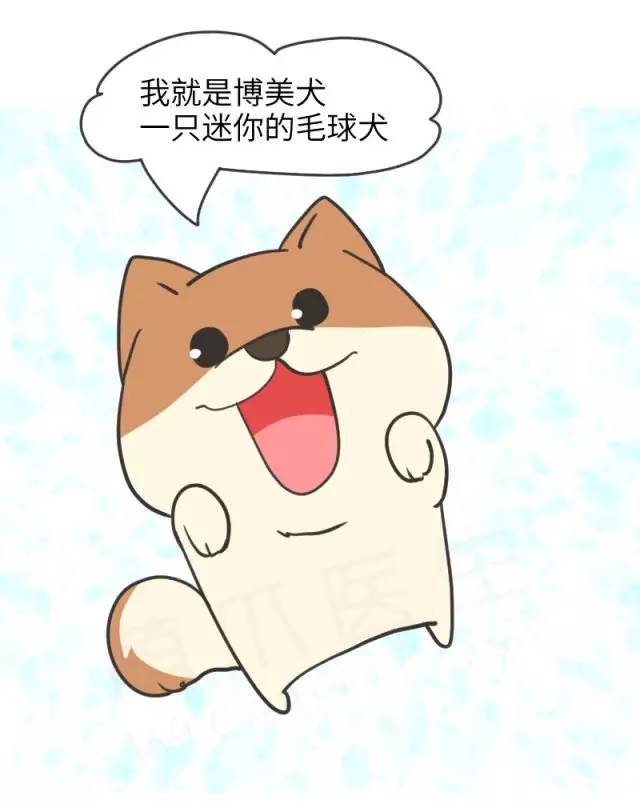 我家博美犬长得怎么样,博美犬8岁是老狗吗