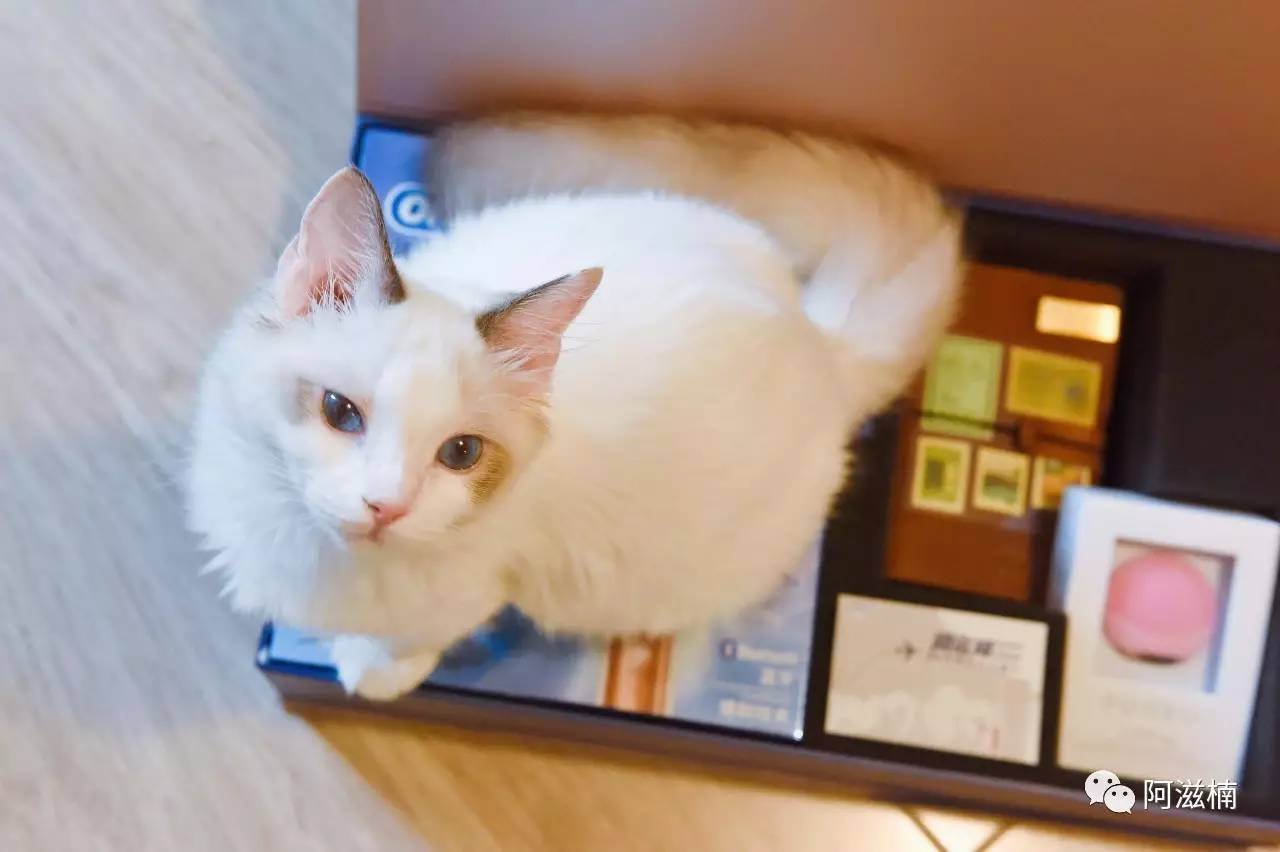 欧乐b精美礼盒,欧乐b礼盒装