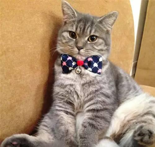 动物们开始工作,动物们开始冒险