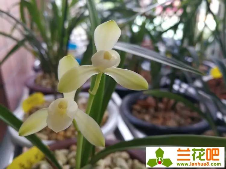 兰花叶片黑斑是怎样回事,兰花叶片黑斑防治