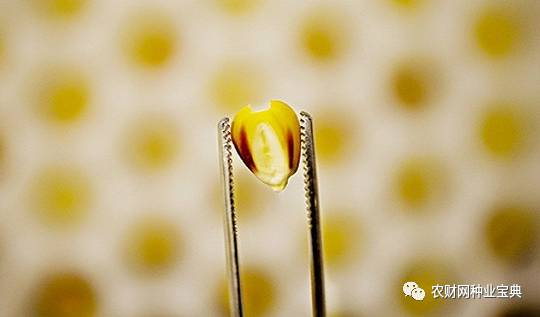 火拼!近百亿黄淮海市场,品种与高温的爱恨纠葛,谁将笑到最后?