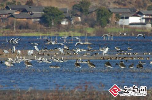 早fun｜云南丽江拉市海景区将全面停业整顿持续到9月30日