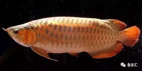 看看邻国玩家是怎么养龙的