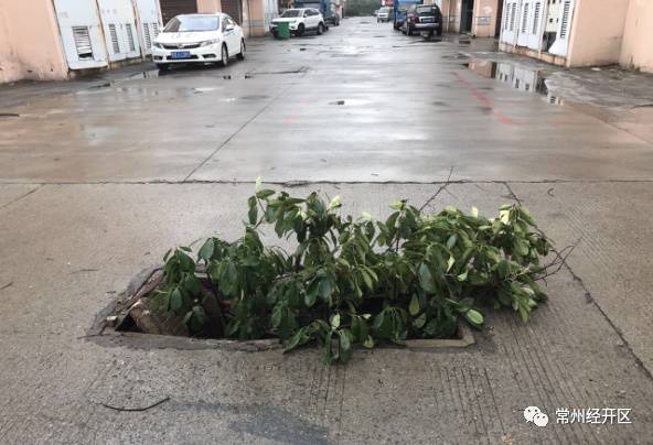 焕新颜｜横林镇投入50万，横林地板城及周边环境整治提升！