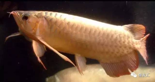 看看邻国玩家是怎么养龙的