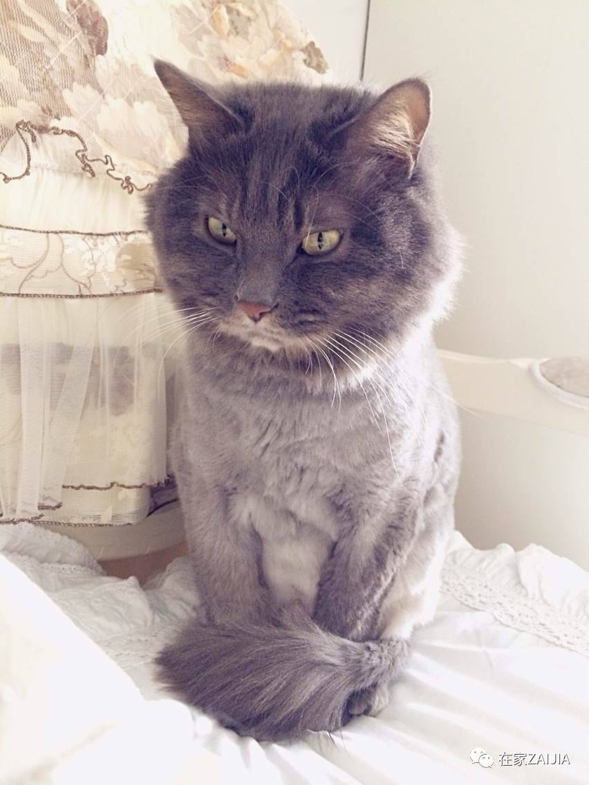 再美的喵，也过不了剃毛这道坎儿