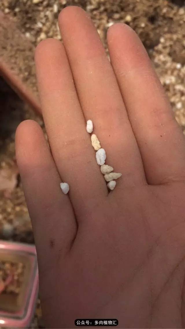 韩国的多肉为什么养得这么好,高颜值好养护的多肉