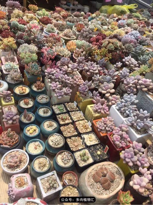 韩国的多肉为什么养得这么好,高颜值好养护的多肉