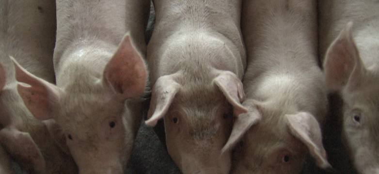 清理厕所大作战,猪粪自动清理