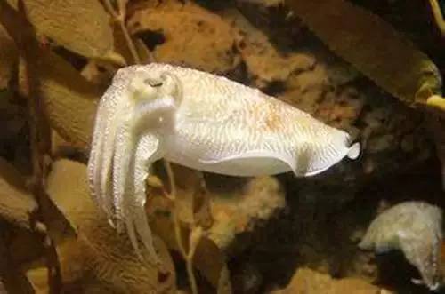 牙垢导致口臭不洗牙怎么解决,不用刷牙去牙垢的方法有没有