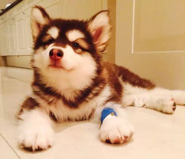 「福利」这周末有一场和宠物的约会等你来，小布送票送助攻→