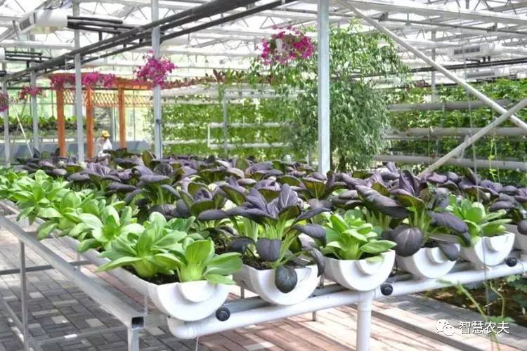 无土栽培的成本和利润如何,原来这就是变富秘诀