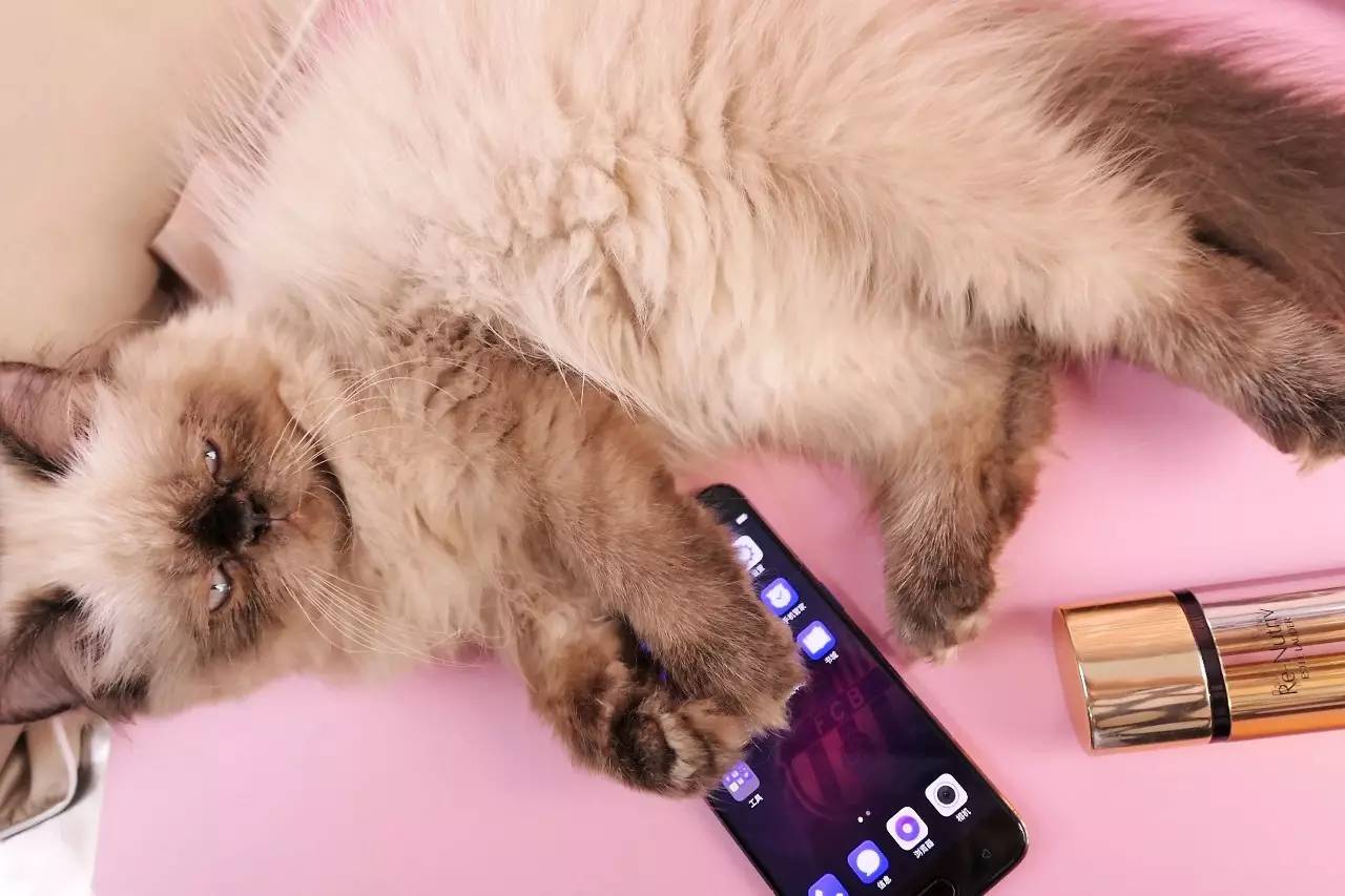 深扒杨幂胡歌,深扒杨幂20年演艺历程