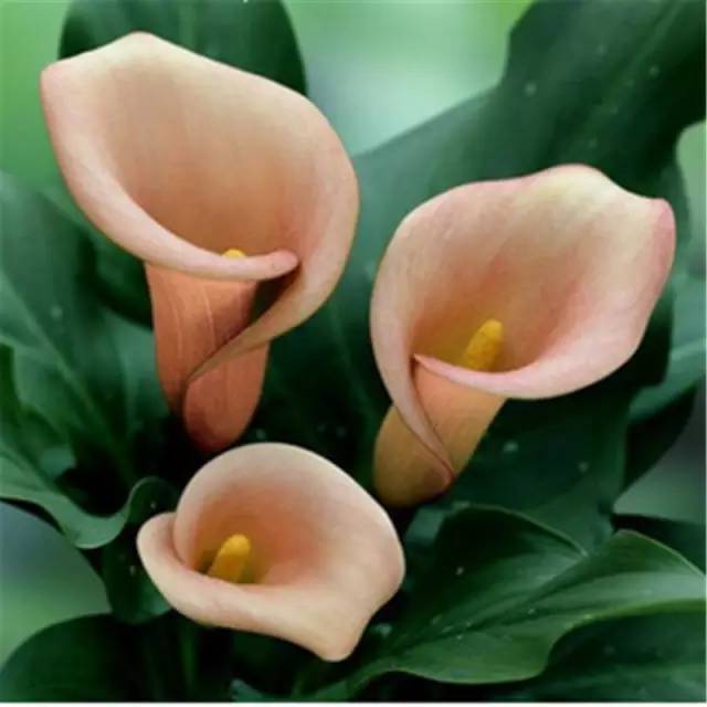 彩色马蹄莲花养殖注意事项,彩色马蹄莲养了三年为啥不开花